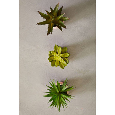 Fiori Set Of 3 Pink Pot Succulents