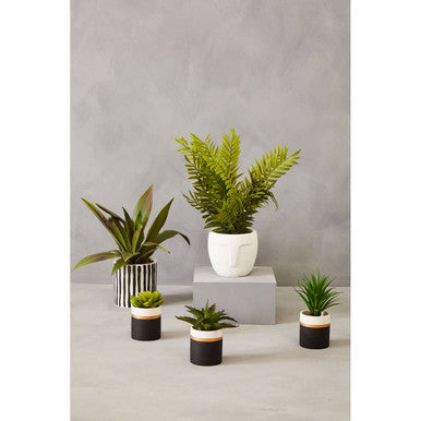 Fiori Set Of 3 Black Pot Succulents