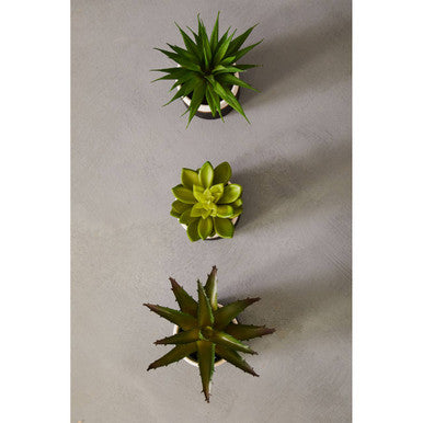 Fiori Set Of 3 Black Pot Succulents