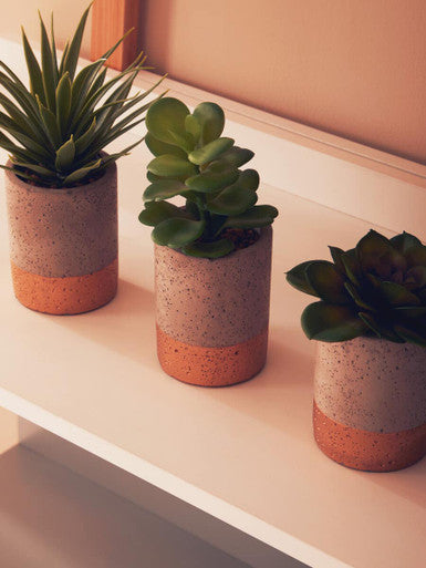 Fiori Set Of 3 Grey Pot Succulents