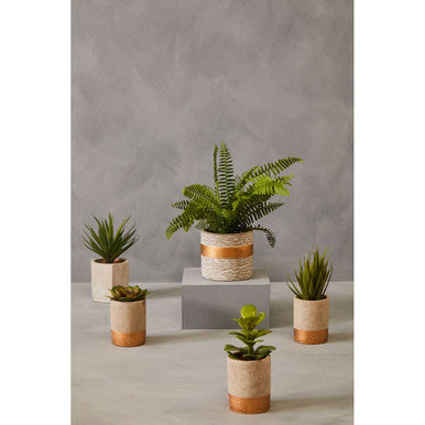 Fiori Set Of 3 Grey Pot Succulents