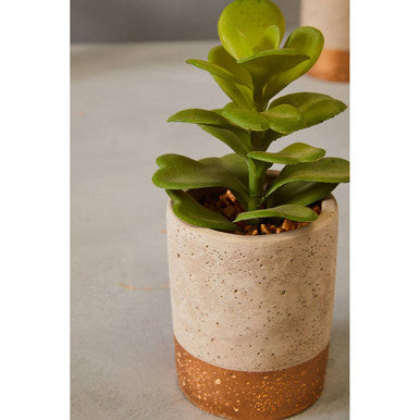 Fiori Set Of 3 Grey Pot Succulents
