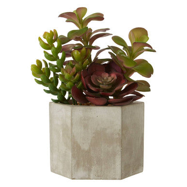 Fiori Mixed Succulent