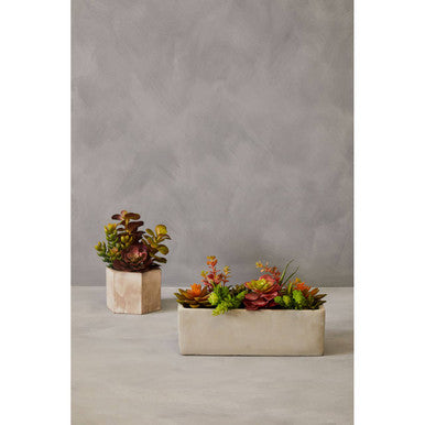 Fiori Mixed Succulent