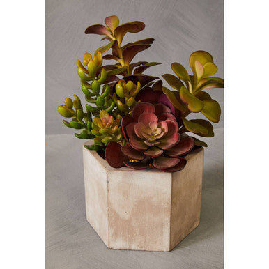 Fiori Mixed Succulent - image 5