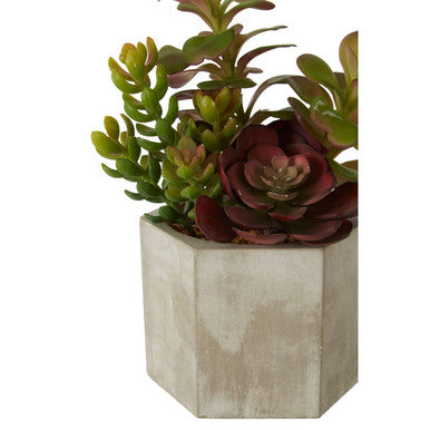 Fiori Mixed Succulent