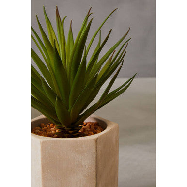 Fiori Sword Grass