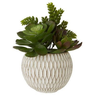 Fiori White Round Pot Mixed Succulent - image 1