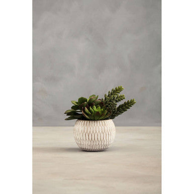 Fiori White Round Pot Mixed Succulent - image 5
