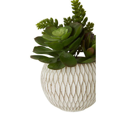 Fiori White Round Pot Mixed Succulent - image 7