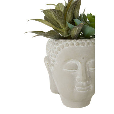 Fiori Buddha Pot Mixed Succulent