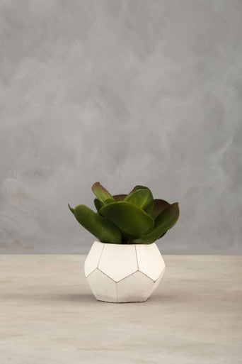 Fiori White Cement Pot Succulent