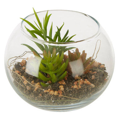 Fiori Small Glass Pot Mixed Succulent