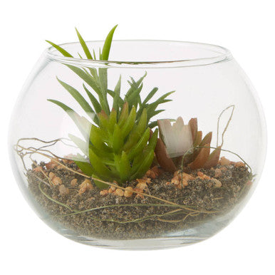 Fiori Small Glass Pot Mixed Succulent