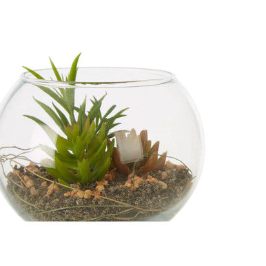 Fiori Small Glass Pot Mixed Succulent