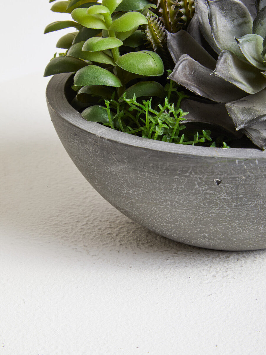 Fiori Mixed Succulent In Stone Effect Pot