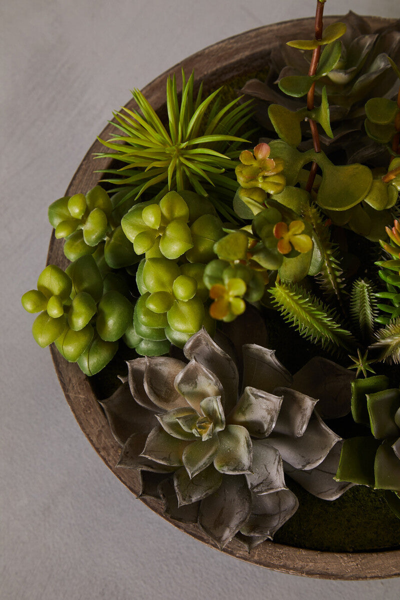 Fiori Mixed Succulent In Stone Effect Pot
