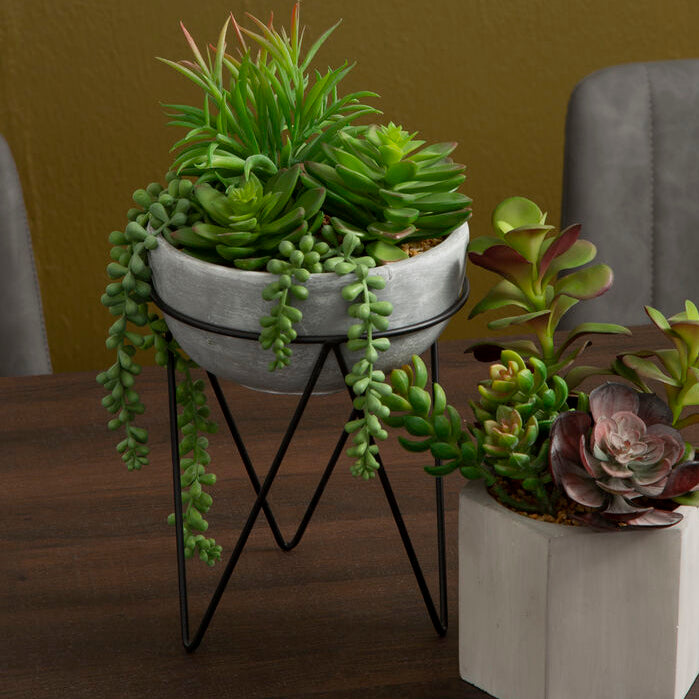 Fiori Mixed Succulent with Metal Stand