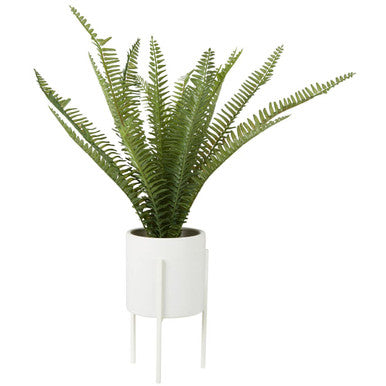 Fiori Fern In White Ceramic Pot With Iron Stand