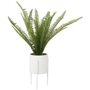 Fiori Fern In White Ceramic Pot With Iron Stand
