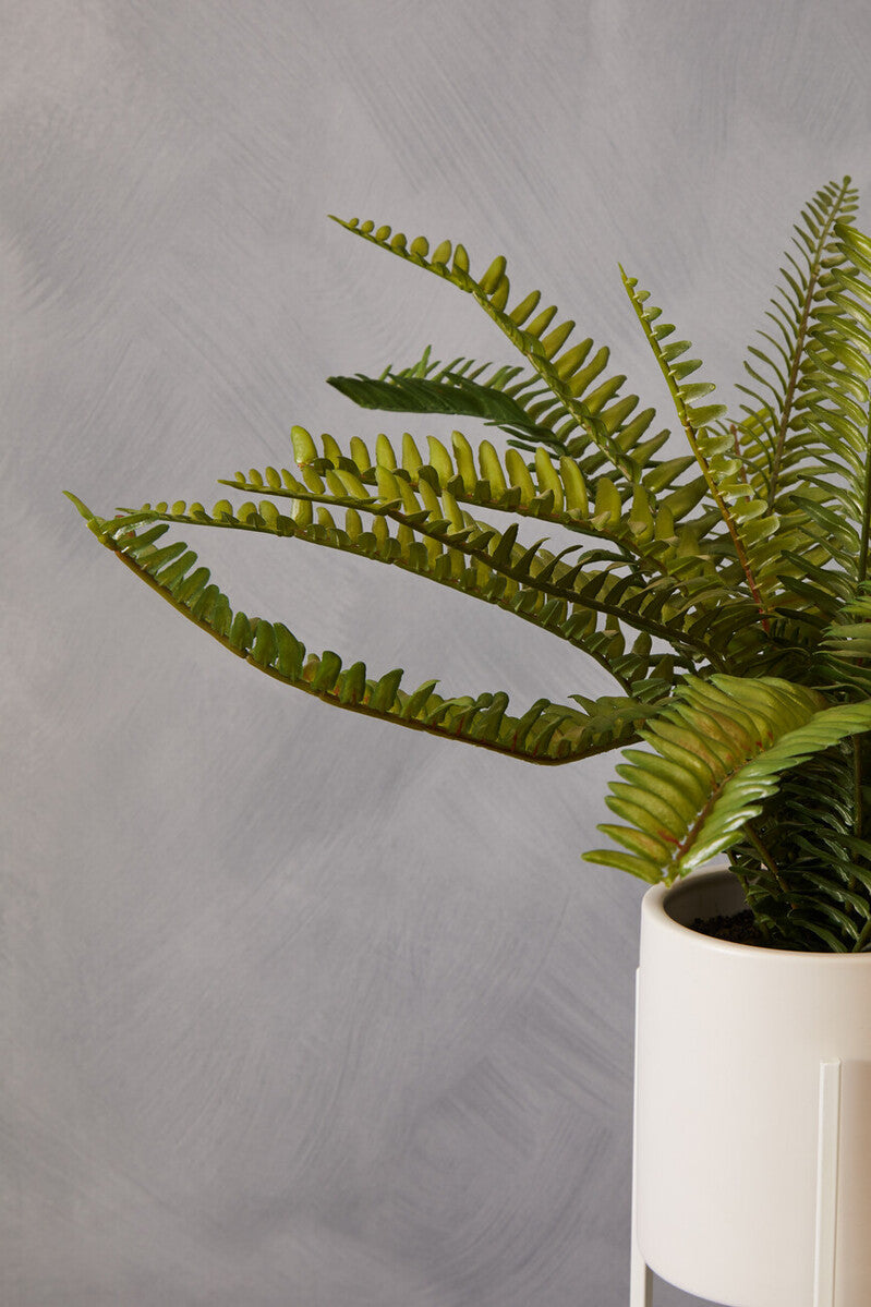 Fiori Fern in White Cement Pot on Stand