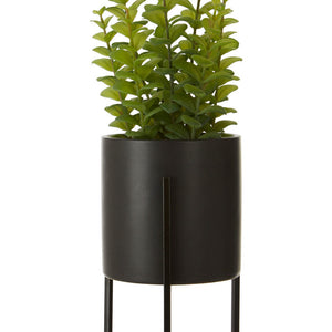 Thyme in Black Pot with Stand | Fiori