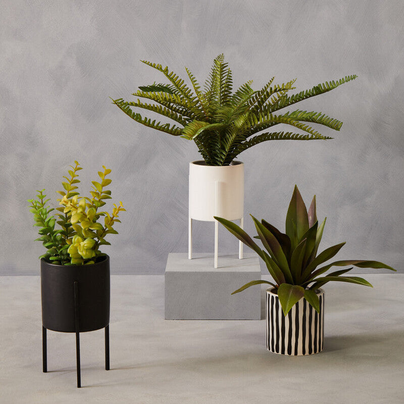 Three potted plants on a gray surface with a plain background
