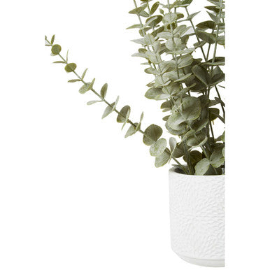 Fiori Eucalyptus with White Pot