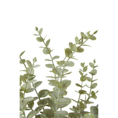 Fiori Eucalyptus with White Pot