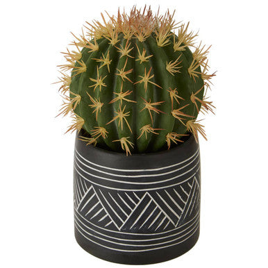 Fiori Cactus Succulent