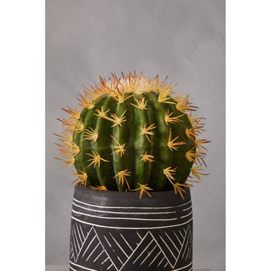 Fiori Cactus Succulent - image 7