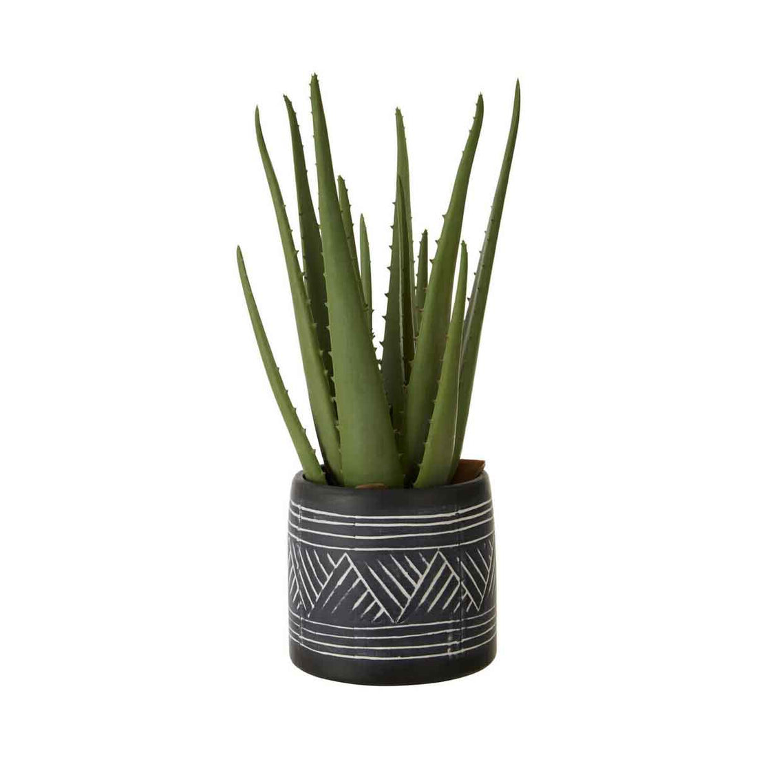 Fiori Aloe Vera Succulent