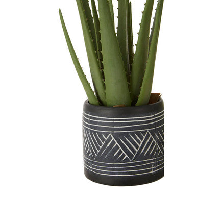 Fiori Aloe Vera Succulent - image 6