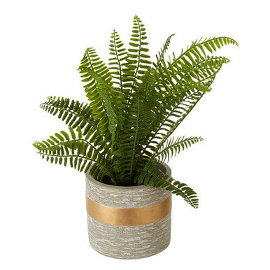 Fiori Boston Fern Succulent With Cement Pot