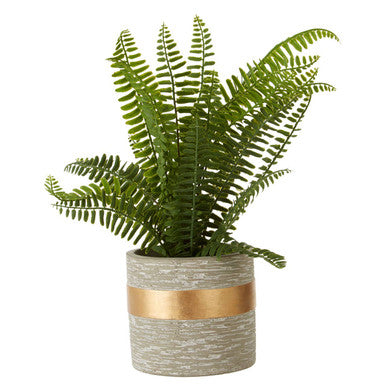 Fiori Boston Fern Succulent With Cement Pot