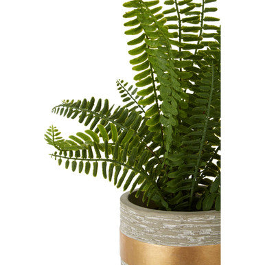 Fiori Boston Fern Succulent With Cement Pot