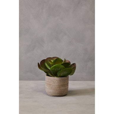 Fiori Lotus Succulent - image 6