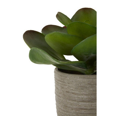 Fiori Lotus Succulent