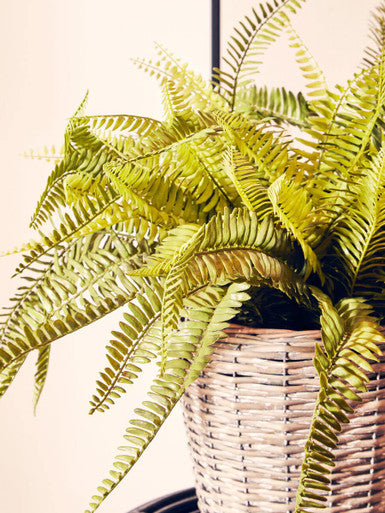 Fiori Boston Fern Succulent
