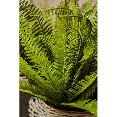 Fiori Boston Fern Succulent