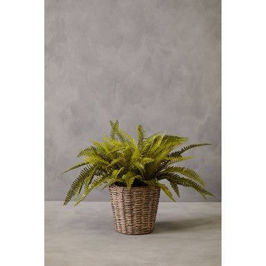 Fiori Boston Fern Succulent