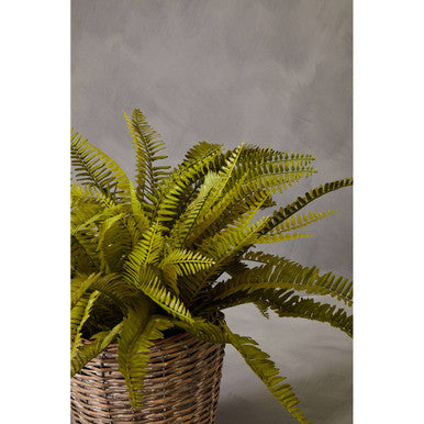 Fiori Boston Fern Succulent