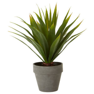 Fiori Agave Succulent in Grey Pot