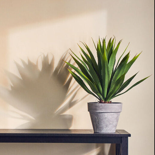 Fiori Agave Succulent in Grey Pot