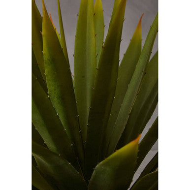 Fiori Agave Succulent in Grey Pot
