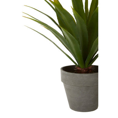 Fiori Agave Succulent in Grey Pot