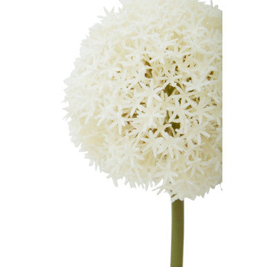 Fiori Ivory Allium Flower Stem