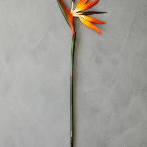 Tall Bird Of Paradise Flower Stem | Fiori Artificial flowers