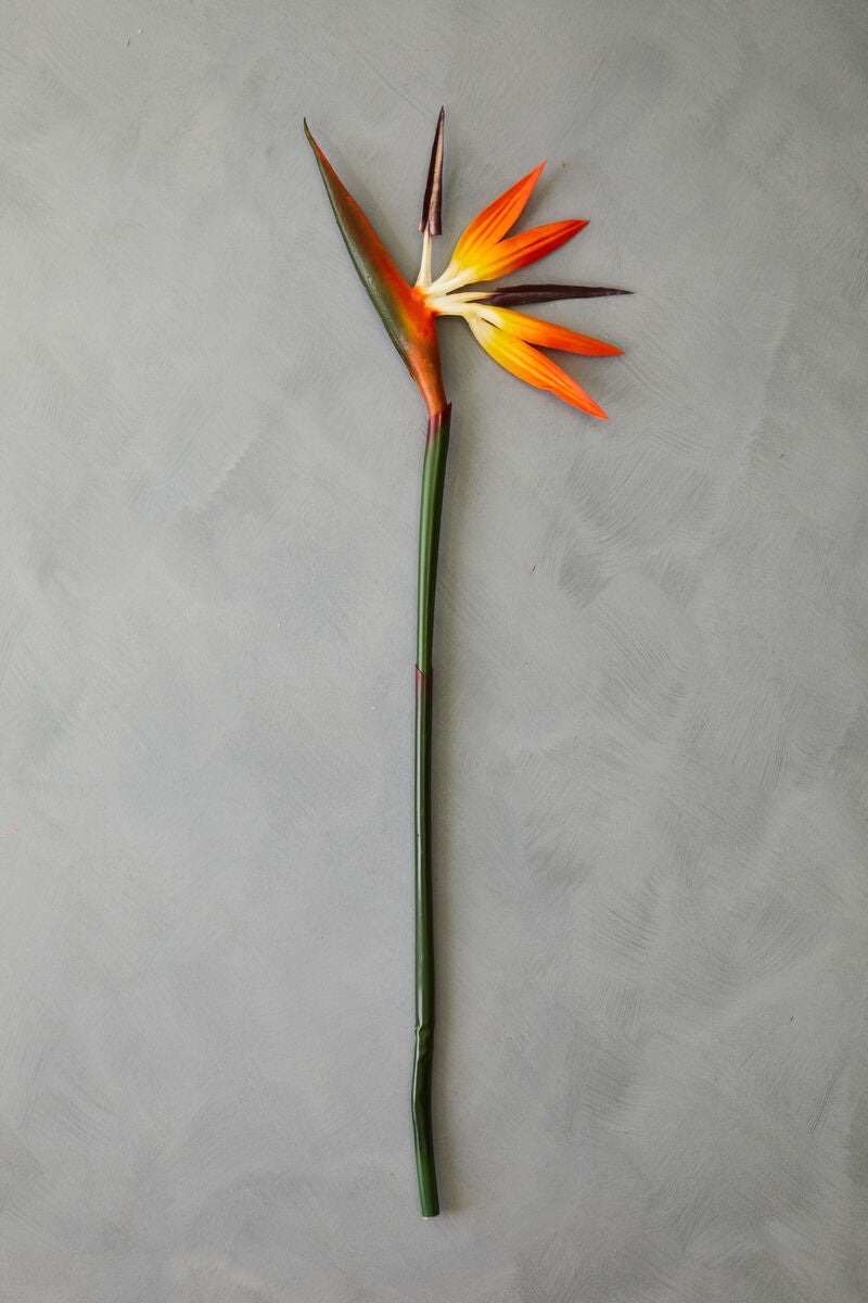 Single Strelitzia reginae flower on a gray background