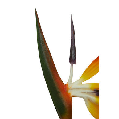 Fiori Tall Bird Of Paradise Flower Stem